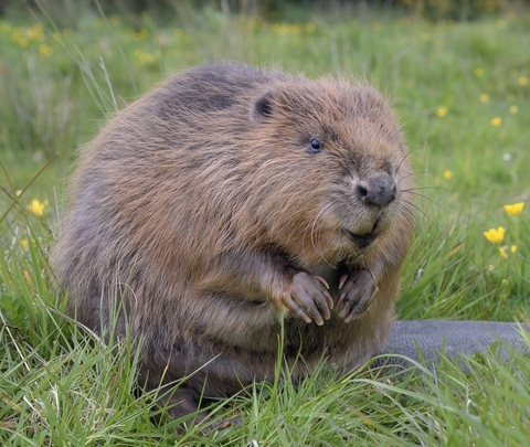 Beaver Facts About
